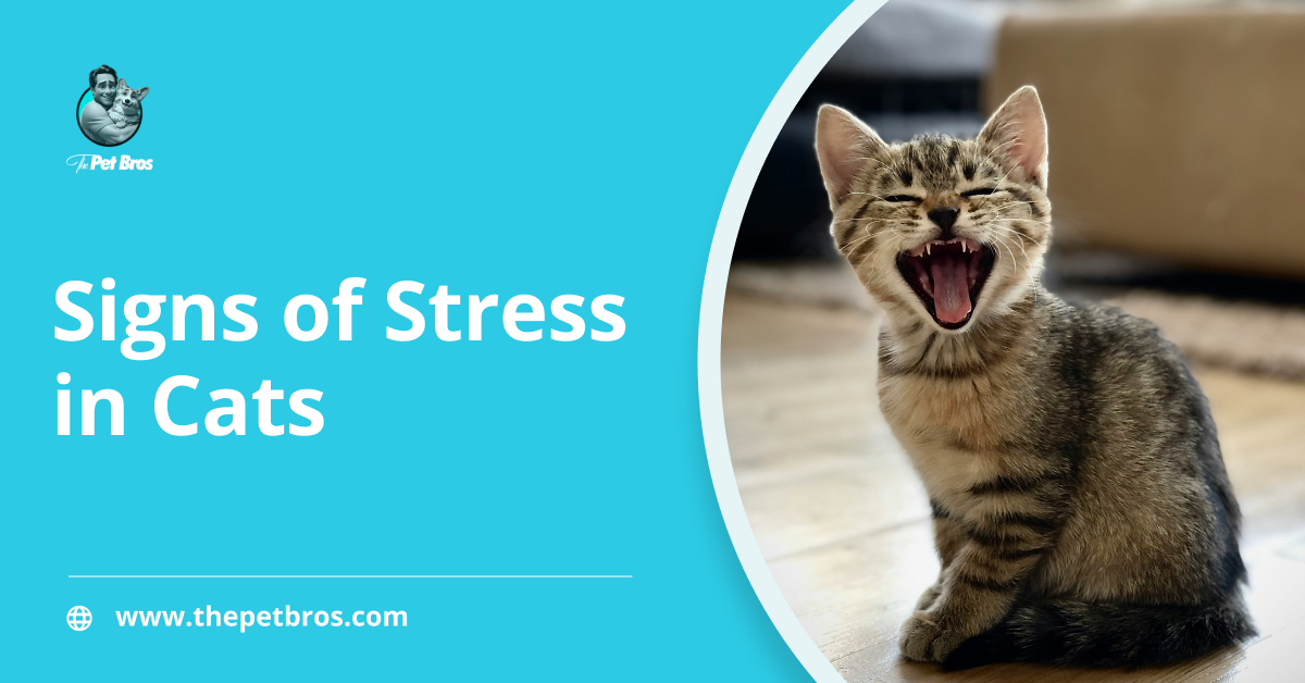 Signs of Stress in Cats: All There Is To Know
