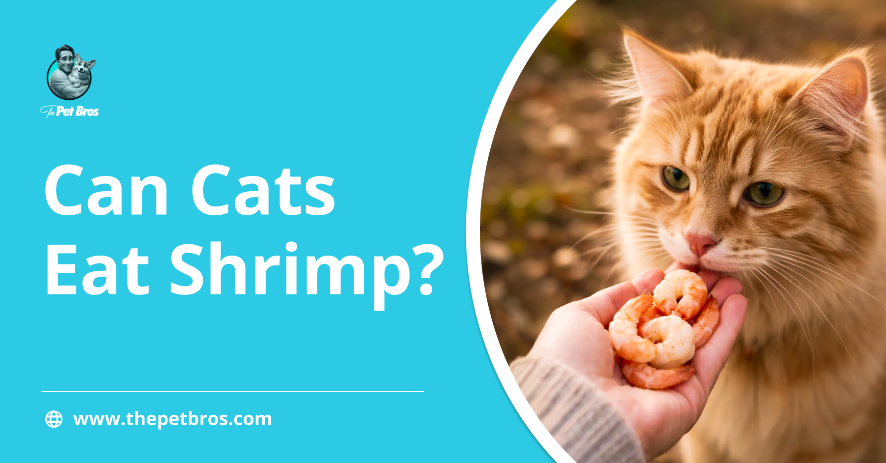 Can Cats Eat Shrimp? All You Need To Know