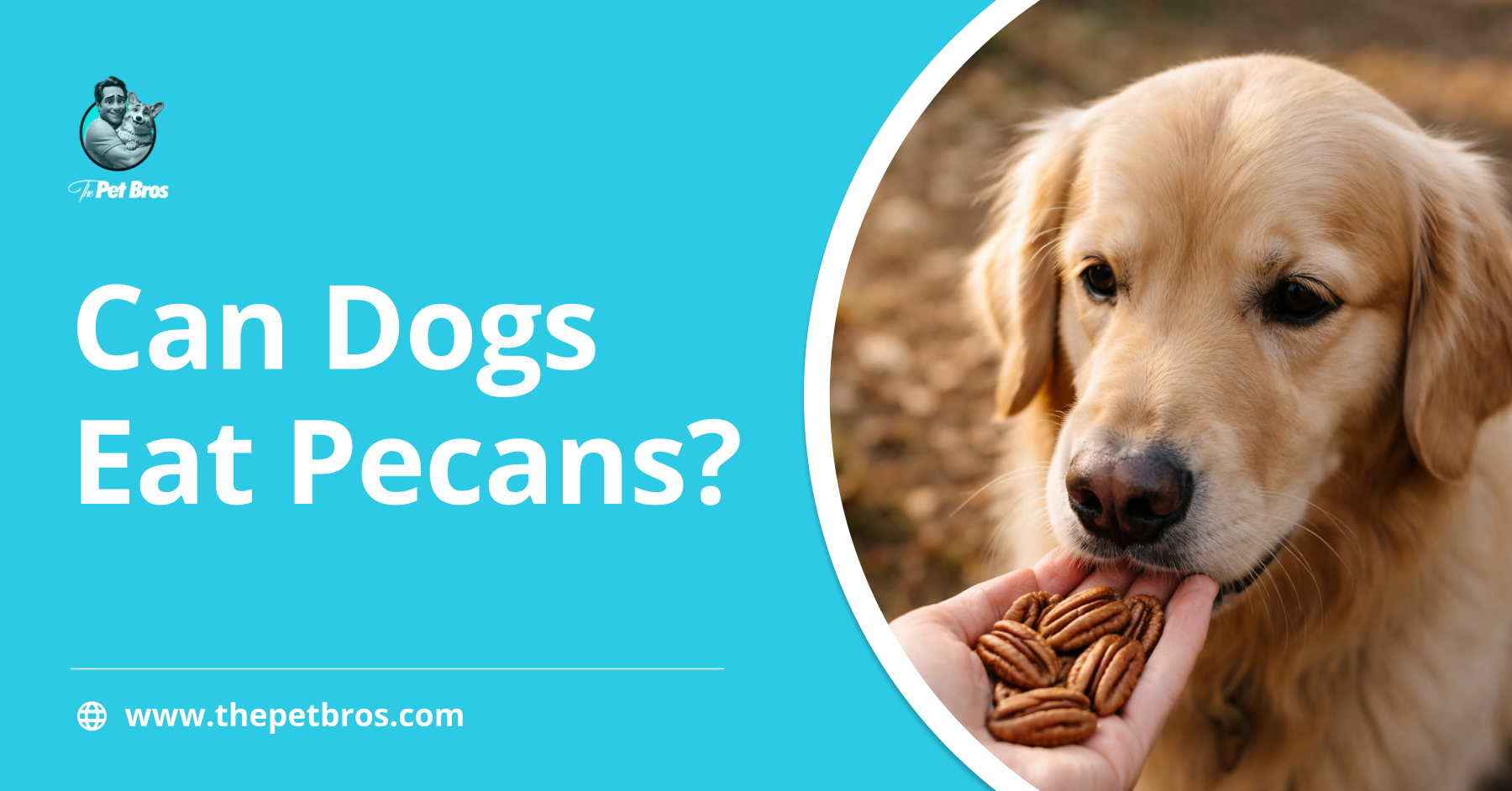 Can Dogs Eat Pecans? A Complete Safety Guide
